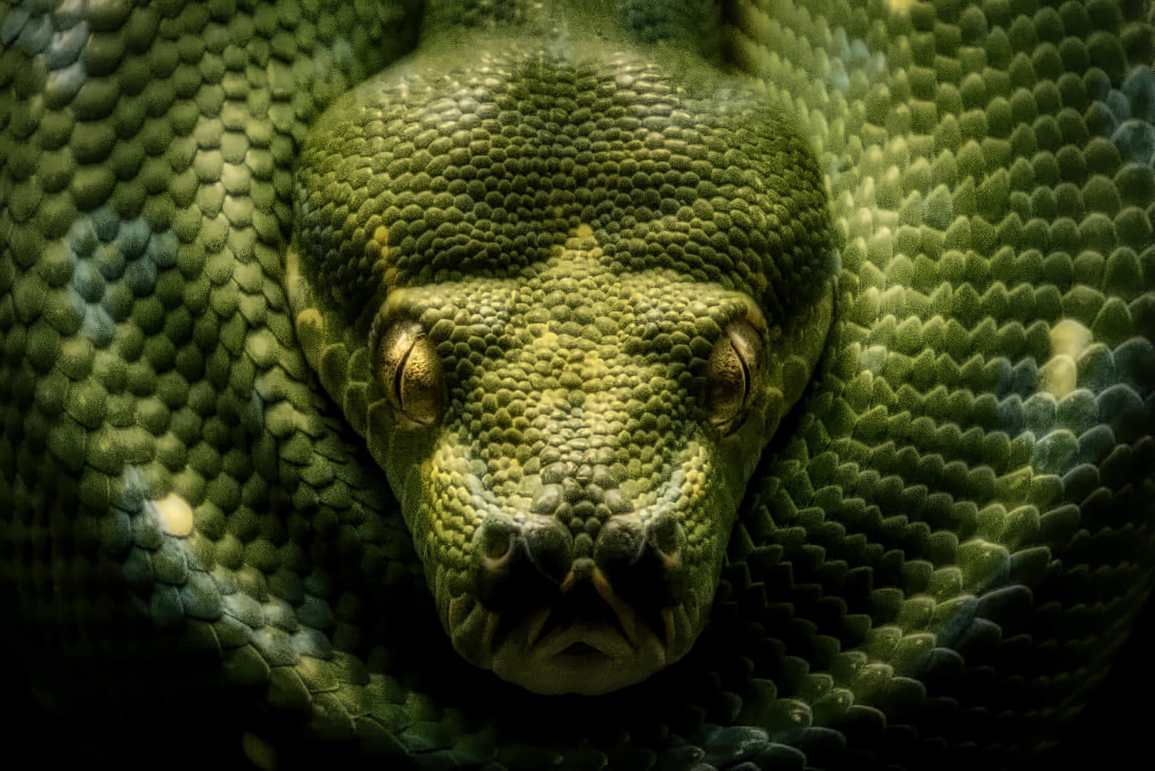 Wildlife Photography: A Full Guide to Taking the Best Photos of Animals | Skylum Blog(11)