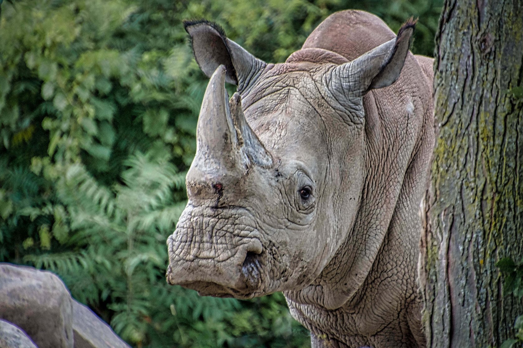 Wildlife Photography: A Full Guide to Taking the Best Photos of Animals | Skylum Blog(4)