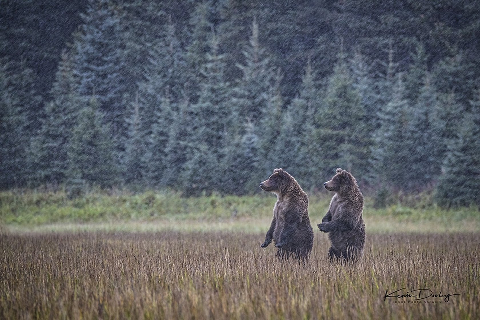 Wildlife Photography: A Full Guide to Taking the Best Photos of Animals | Skylum Blog(17)