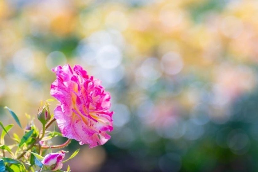The Power of the Orton Effect to Transform Your Photos into a Dreamlike Atmosphere | Skylum Blog(10)