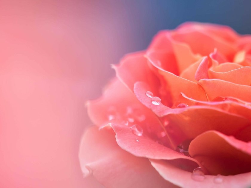 Luminar Neoを使ったマクロ写真の編集方法と役立つ拡張機能 | Skylum Blog(4)