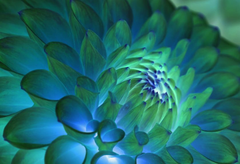 Flower Arrangement Photography To Bloom Your Business | Skylum Blog(13)