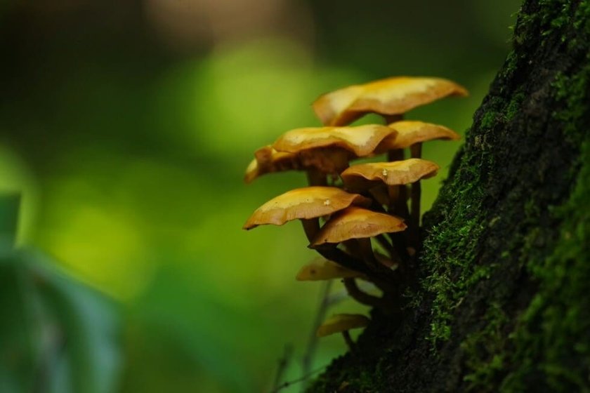Macro: What is it? - Skylum Glossary(3)