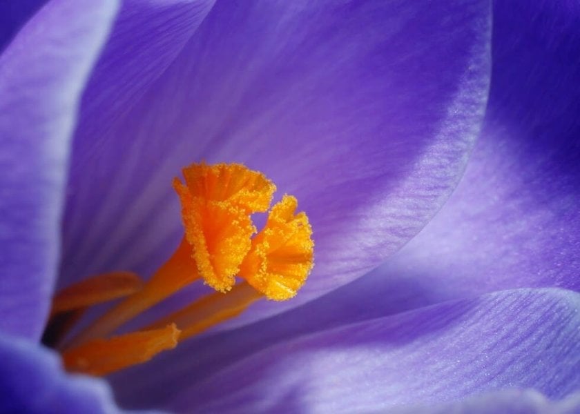 Macro: What is it? - Skylum Glossary(5)