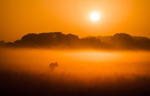How To Photograph Fog: Essential Equipment, Settings, And Composition