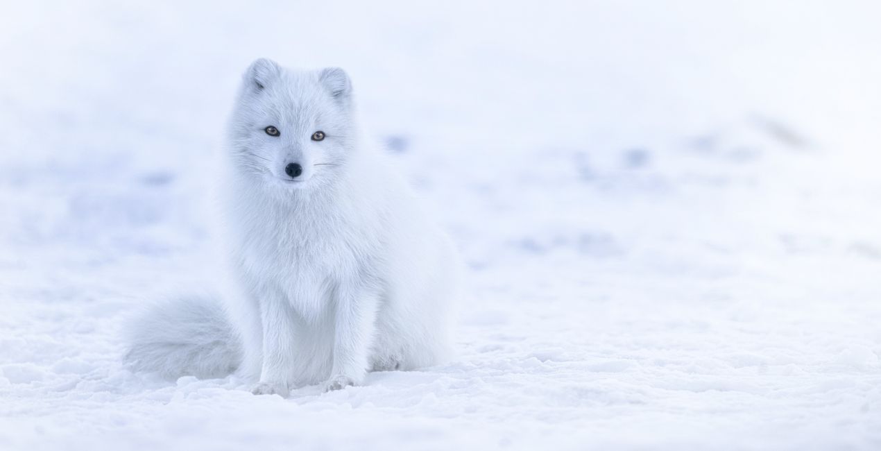 Winter Wildlife Presets(46)