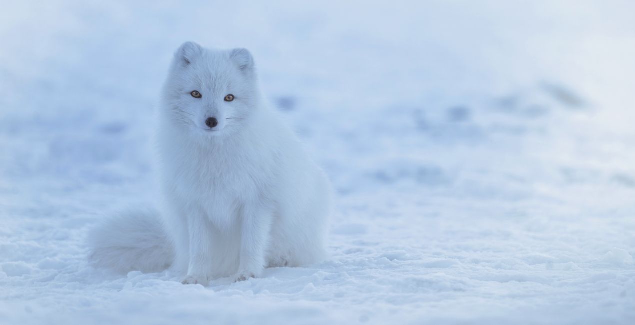 Winter Wildlife Presets(45)