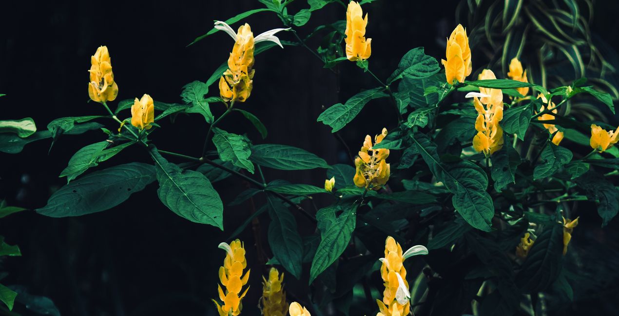 Verdant Nature Presets(42)