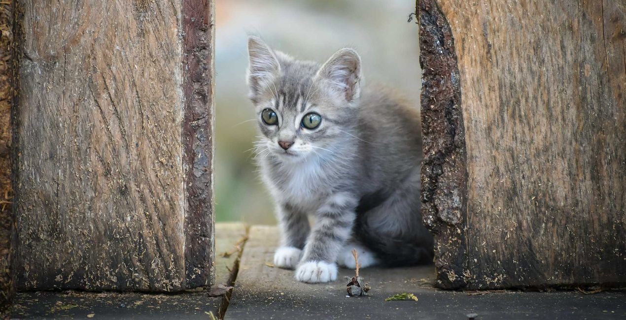 Kitten Love Presets(41)