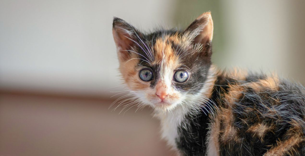 Kitten Love Presets(43)