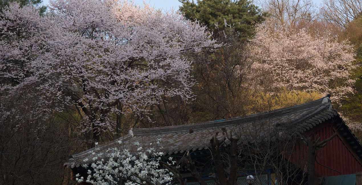 Analog Spring Presets for Luminar | Marketplace(45)