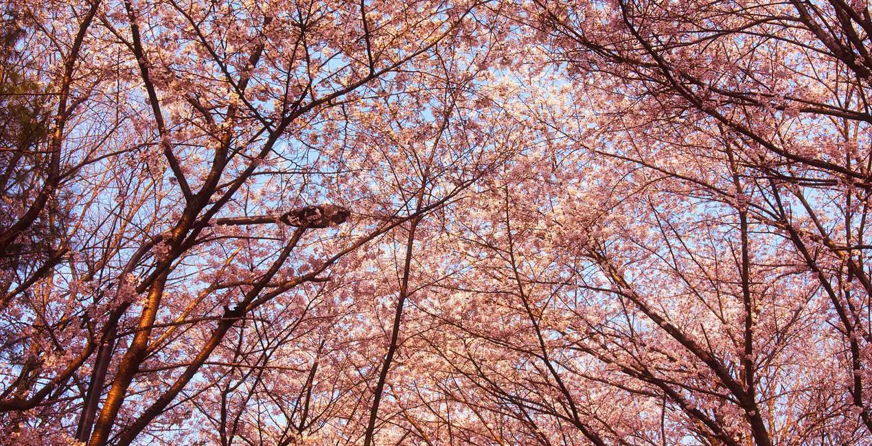 Analog Spring Presets for Luminar | Marketplace(50)