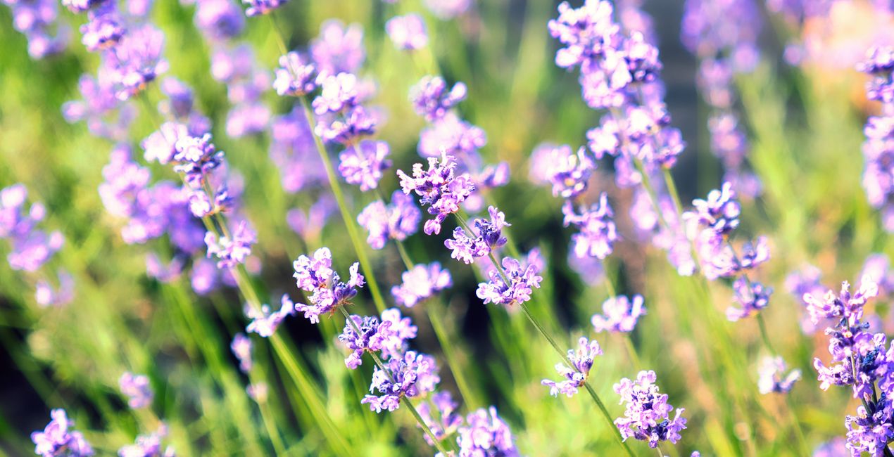 Summer Bloom Presets for Luminar | Marketplace(48)