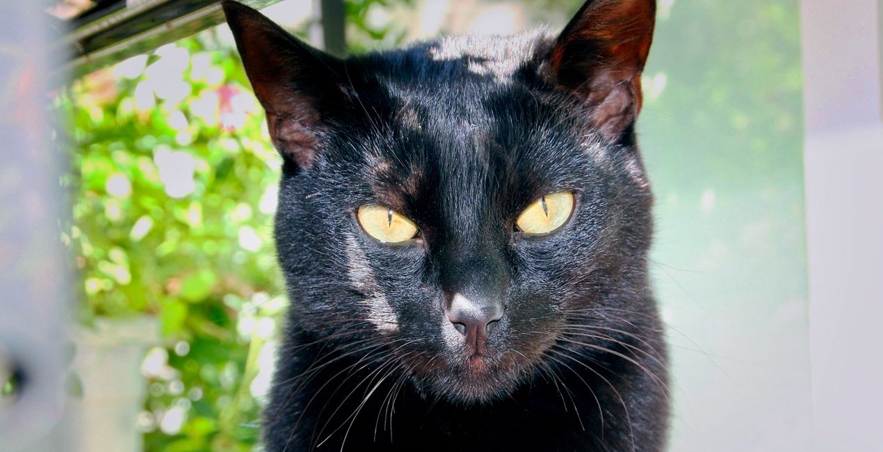 Préréglages Mystères des Chats Noirs pour Luminar | Marketplace(50)