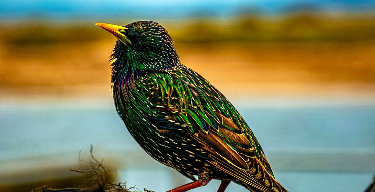 Wings of Wonder Presets for Luminar | Marketplace(42)