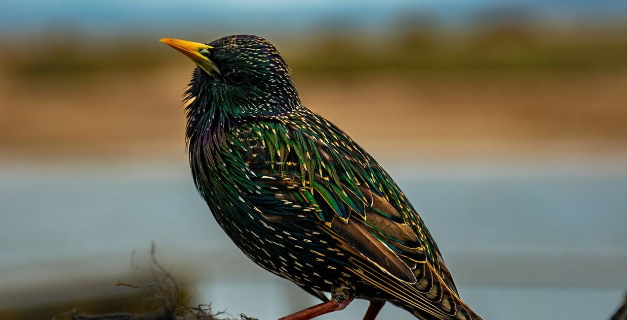 Wings of Wonder Presets for Luminar | Marketplace(41)