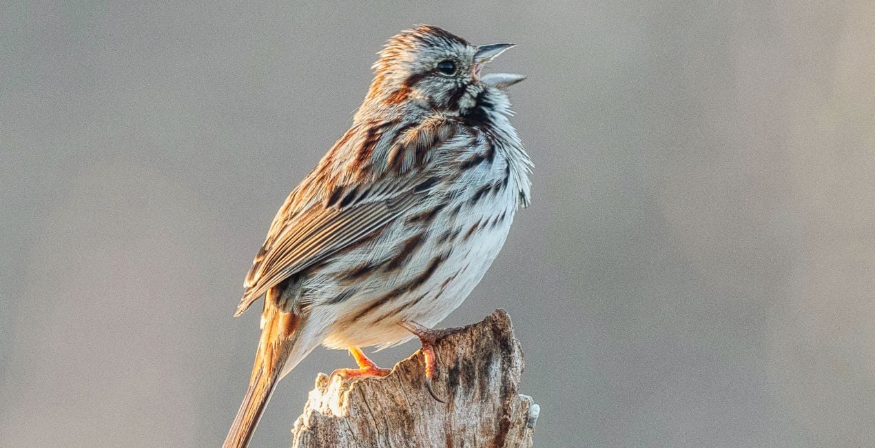 Wings of Wonder Presets for Luminar | Marketplace(40)