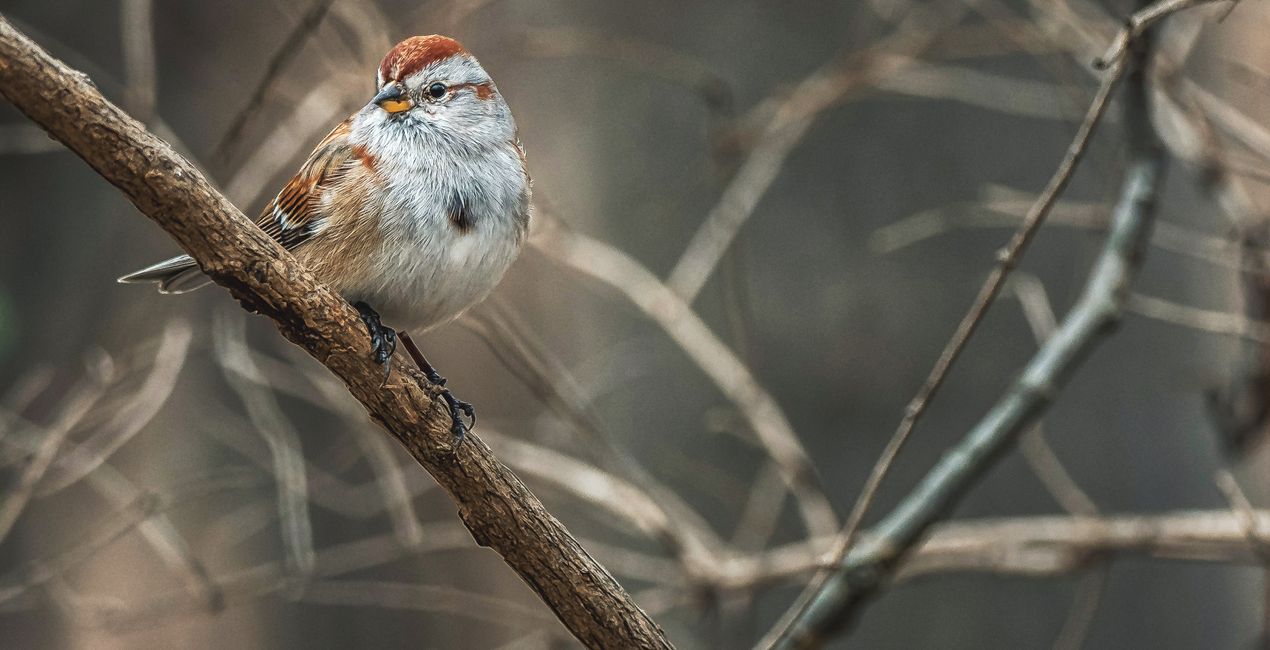 Wings of Wonder Presets for Luminar | Marketplace(44)