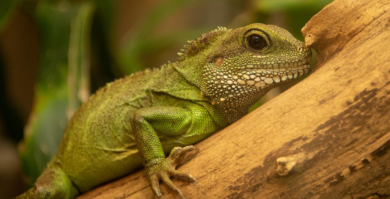 Amazing Animals | Luminar Marketplace(49)