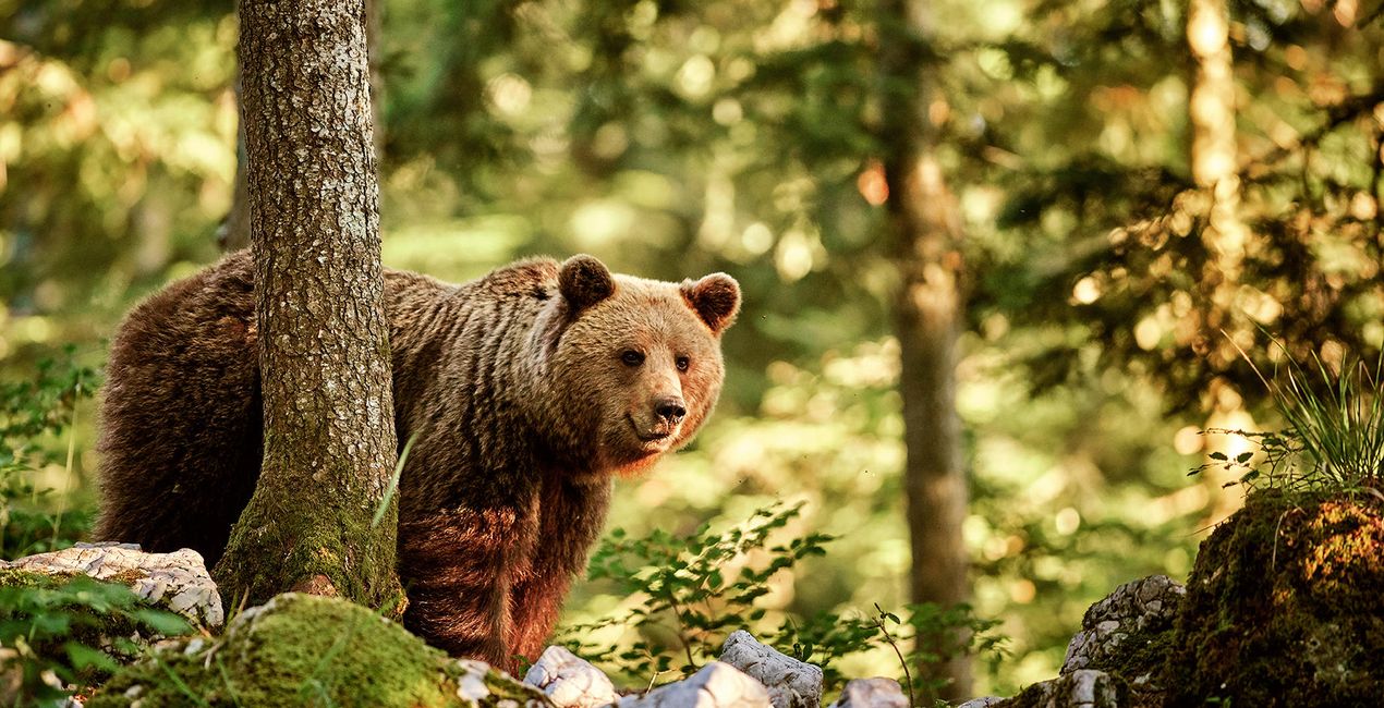 Wildfauna(40)