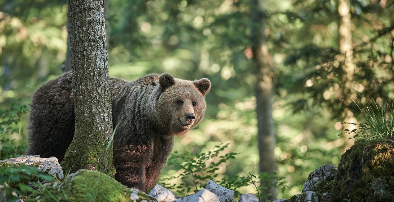 Wildfauna(39)