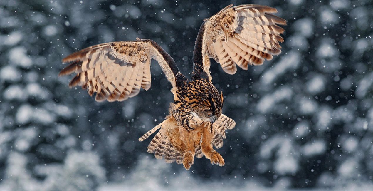 Wildfauna(54)