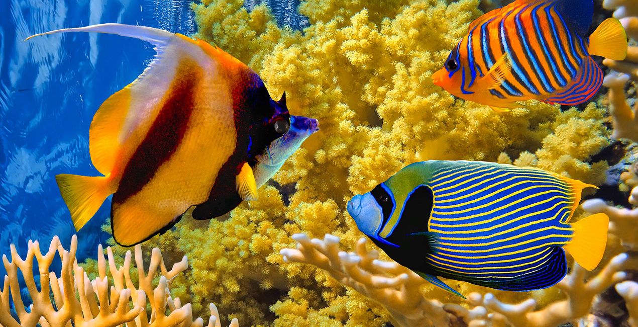 Underwater(50)