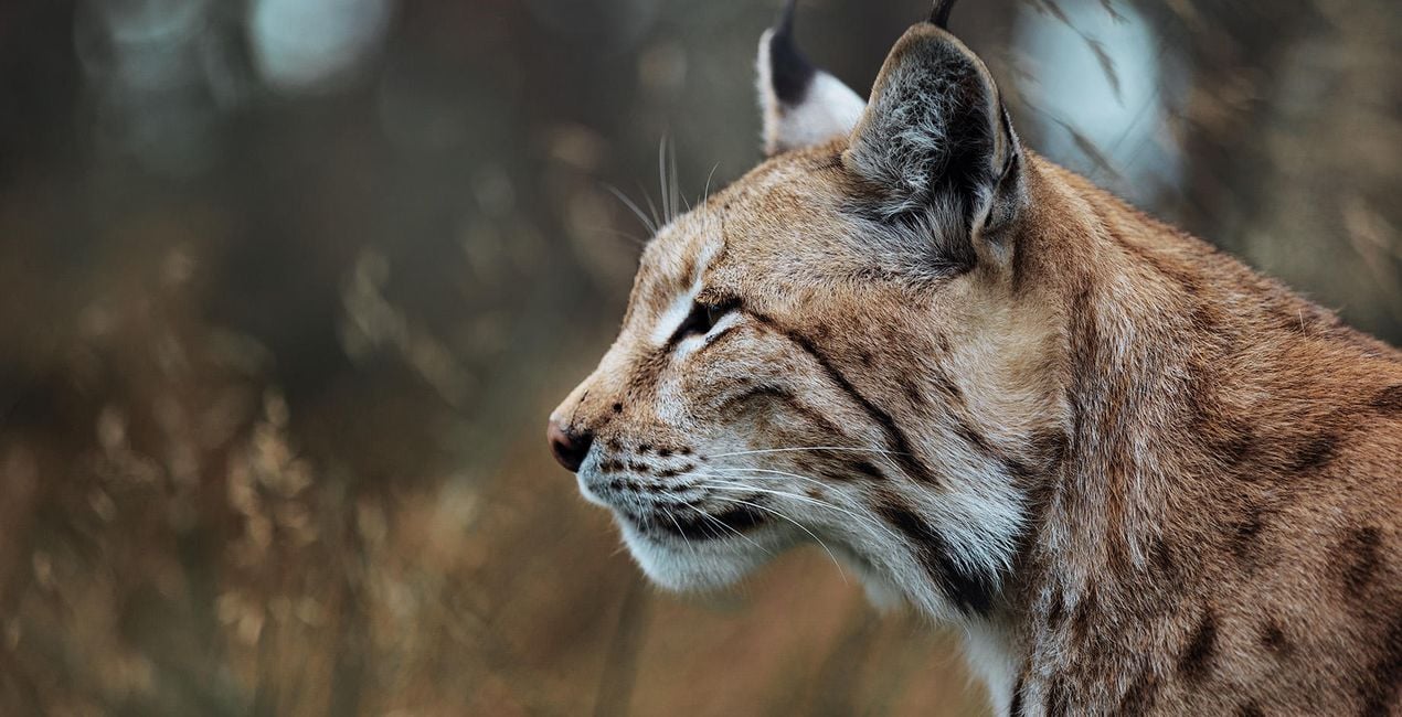 Animales En Movimiento(54)