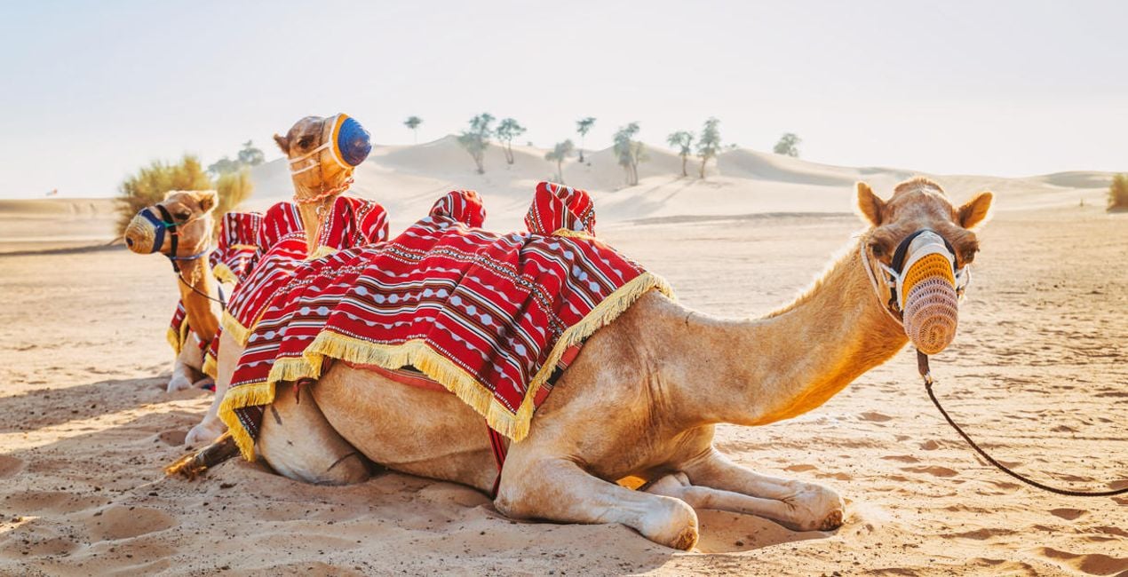 Sahara Desert(49)