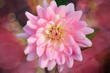 Luminar X-lidmaatschap - Schrijf u in en ontvang exclusieve middelen voor fotobewerking(582)